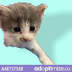 Photo of Adopt or Foster Me