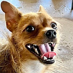 Photo of Monkey aka Cooper!