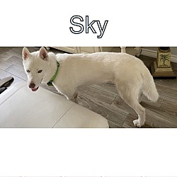 Photo of SKY