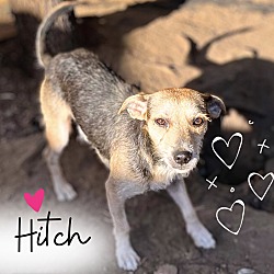 Photo of Hitch