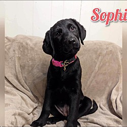 Photo of Sophie (Pending Adoption)