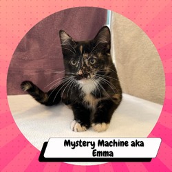Photo of Mystery Machine (Emma)