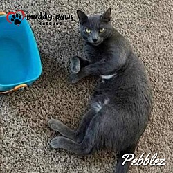 Thumbnail photo of Pebblez (Courtesy Post) #3