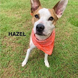 Thumbnail photo of Hazel #1