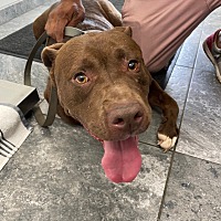 adopt a pet