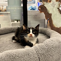 adopt a pet