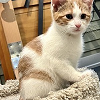 adopt-pet