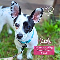 adopt a pet