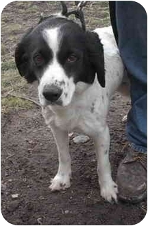 Oxford Mi English Springer Spaniel Meet Sadie A Pet For Adoption