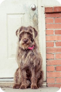 wirehaired pointing griffon poodle mix