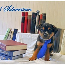 Thumbnail photo of Shel Silverstein #1