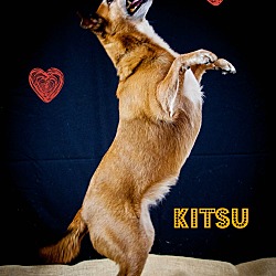 Thumbnail photo of Kitsu (COURTESY POST) #4