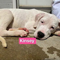 Thumbnail photo of Kinsey #1