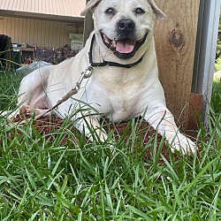 Photo of Opal
