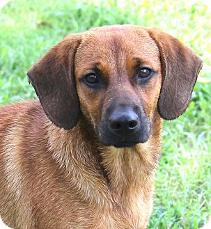 ridgeback beagle mix