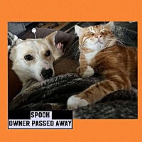 adopt a pet