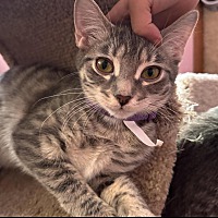 adopt-pet