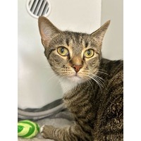 adopt-pet