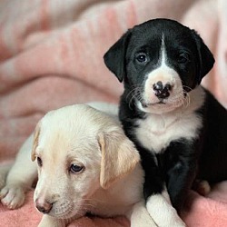 Thumbnail photo of Girl puppies #2