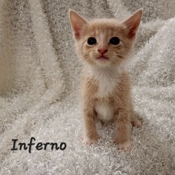Photo of Inferno PAWS 8/23/22