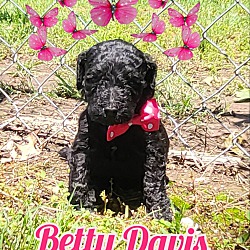 Photo of Betty Davis