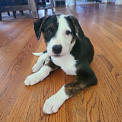 Photo of Birdie