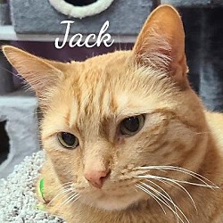 Thumbnail photo of Jack #4