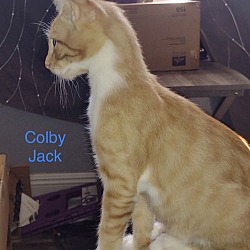 Thumbnail photo of Colby Jack #3