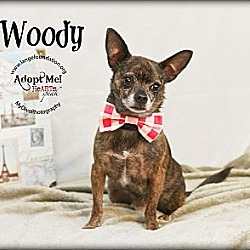 Thumbnail photo of Woody #3