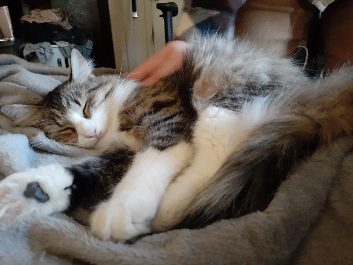 Adopt Willow A Brown Tabby Norwegian Forest Cat / Mixed (medium Coat