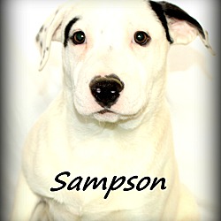 Thumbnail photo of Sampson~meet me! #1