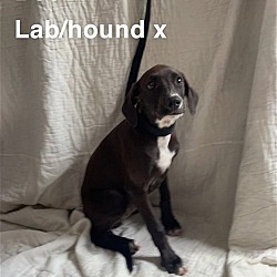 Photo of (pending) Dee, 4 mo. Female lab/hound X