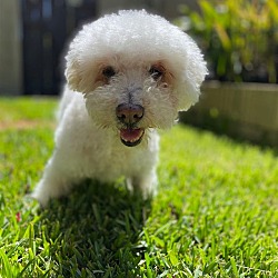 Photo of Candie #161