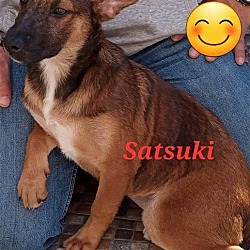 Thumbnail photo of Satsuki #2