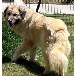 Photo of GUINEVERE
