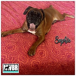 Thumbnail photo of Sophie 2023-1 #1