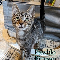 Photo of Pawblo Picasso - $55 Adoption Fee Special