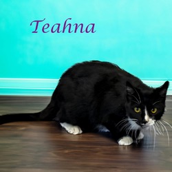 Thumbnail photo of Teahna C24-230 #1