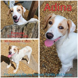 Thumbnail photo of Adina #1