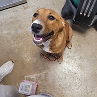 adopt a pet