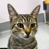 adopt-pet