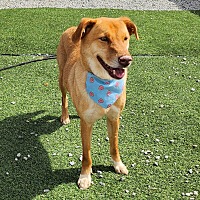 adopt-pet