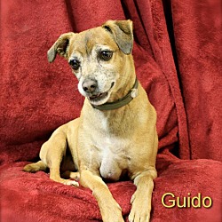 Thumbnail photo of Guido in CT #2
