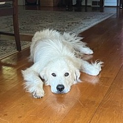 Photo of Cotton~adopted!