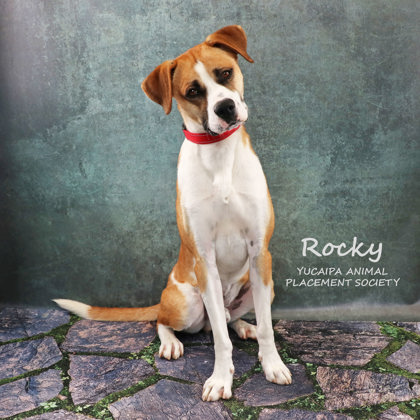 Photo of Rocky(806)