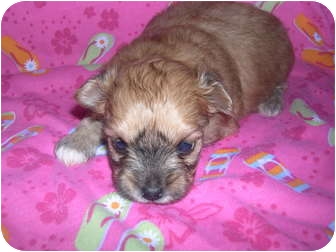 teacup pomapoo puppies for sale