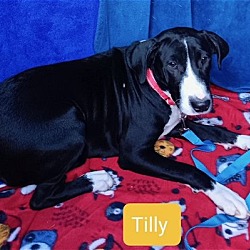 Thumbnail photo of (pending) Tilly - 5 month old female Curr mix #2