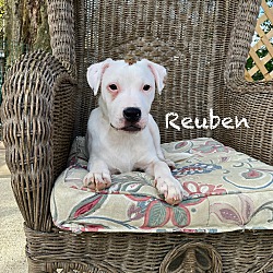 Thumbnail photo of Reuben #1
