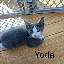 Thumbnail photo of Yoda, Mittens and Gizmo #2