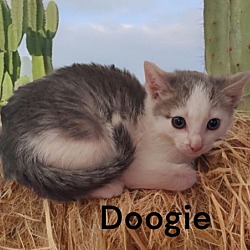 Thumbnail photo of Doogie #3